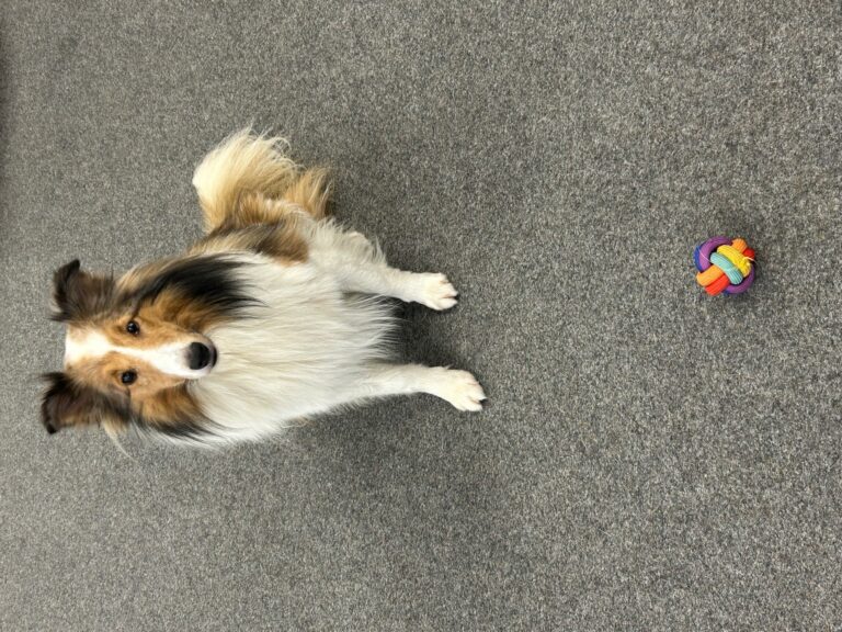 Hund Higgins