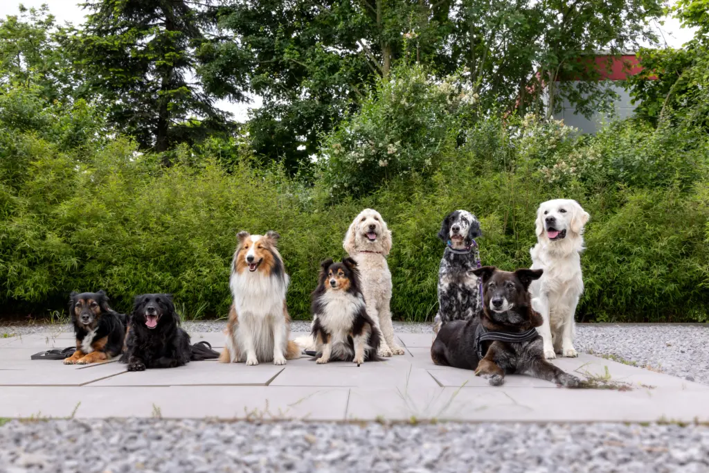 Mehrere Hunde aus dem PaDogs Umfeld