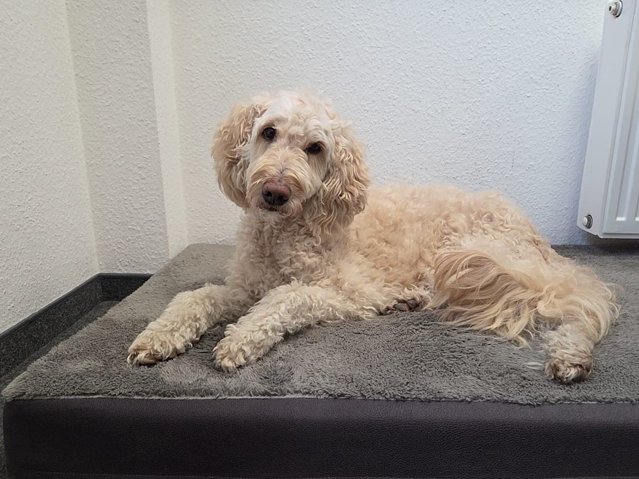 Hund Zoe